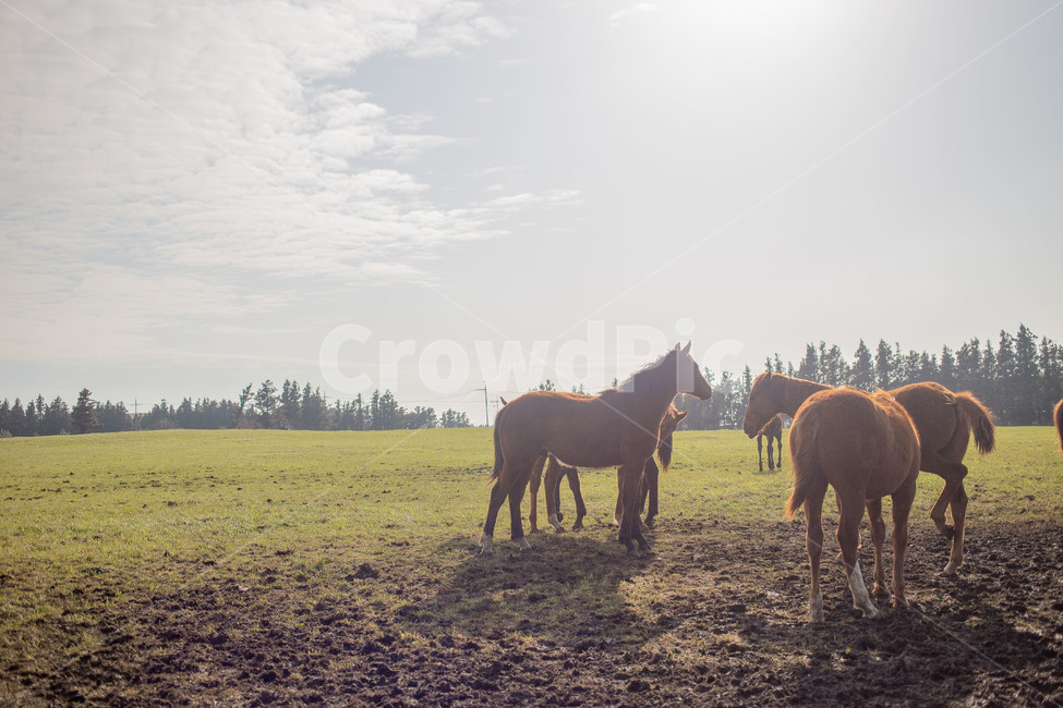 자연,목초지,농장,농촌,들,nature,말,horse,제주도,평화,들판,제주,동물,animal,포유류,mammal