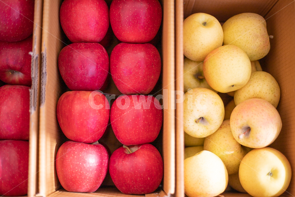 과일,사과,apple,fruit,food,음식,음식,식재료,요리,food,cook,meal,dishes,food reserves,과일,열매,fruit