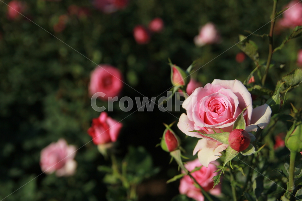 꽃,장미,자연,식물,분홍색,식물,자연,plants,nature,꽃,flower