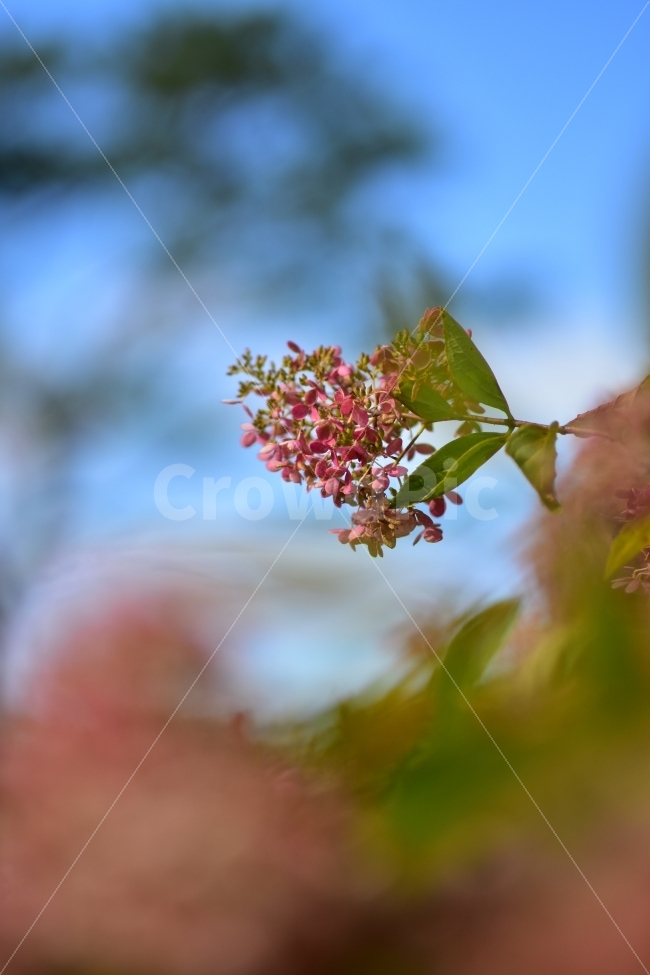 가을,자연,꽃,풍경,나무,아웃포커싱,감성,가을꽃,가을하늘,가을,계절,fall,autumn,season,식물,자연,plants,nature,꽃,flower,감성,sensible,feeling,leaf,잎,plant,vase,병 장식,potted plant,화분,pottery,도기류,jar,항아리