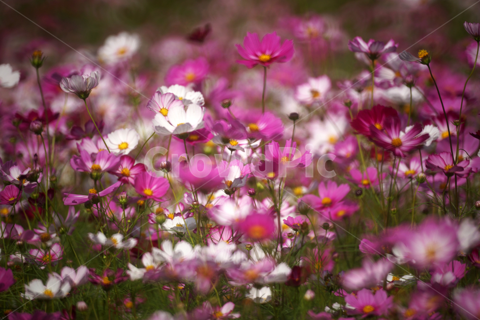 코스모스,꽃,식물,가을,계절,감성,자연,가을,계절,fall,autumn,season,식물,자연,plants,nature,꽃,flower,petal,꽃잎,blossom,plant,geranium,제라늄,spring,봄