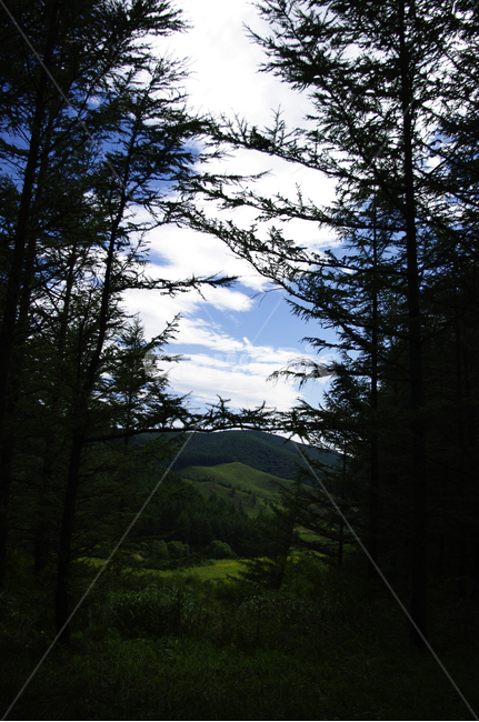 나무,하늘,구름,풍경,식물,자연,풍경,nature,landscape,tree,plant,fir,전나무,conifer,구과 식물