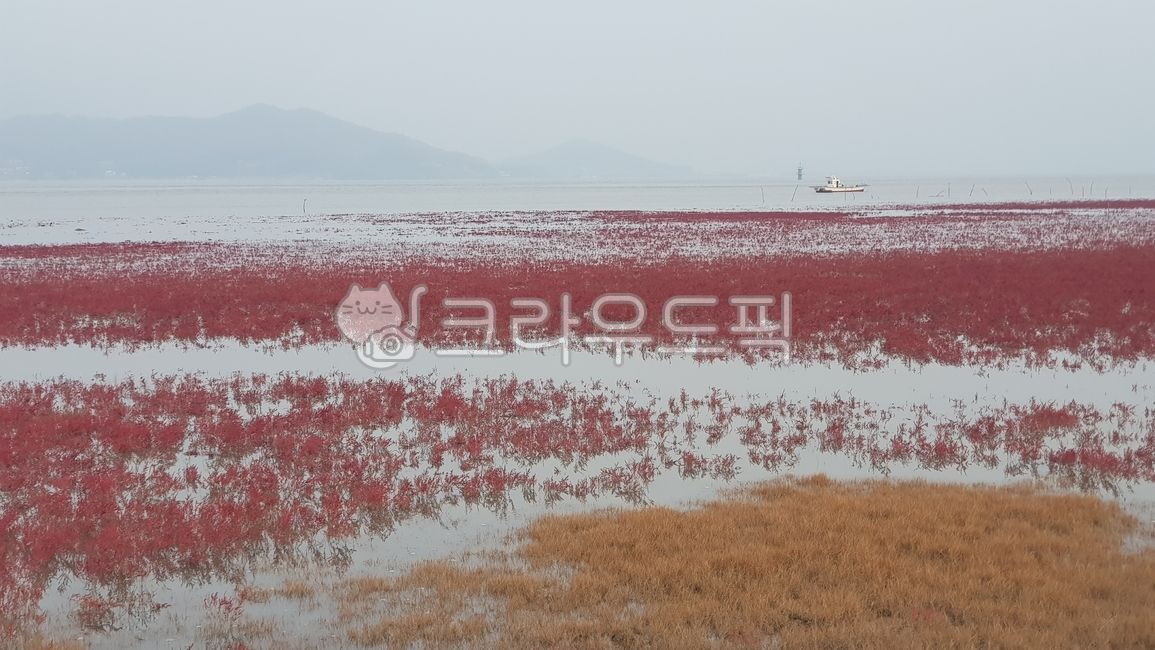 갯벌,서해,염생식물,강화도,붉은갯벌