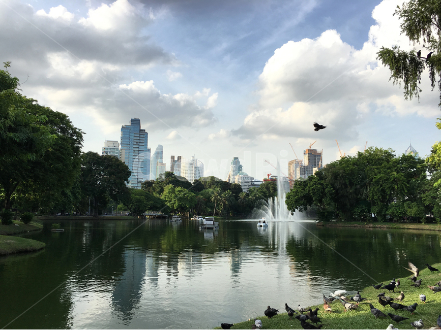 여름,공원,호수,분수,새,방콕,구름,산책,여유,bangkok,park,lake,birds,도시,풍경,city,landscape,water,물,outdoors,옥외