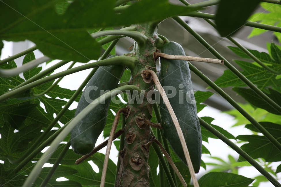 파파야,열매,과일,papaya,caricaceae