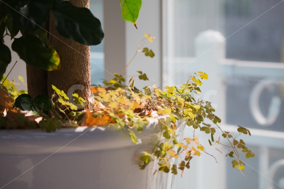 화분,햇살,사무실,여름,따뜻함,풍경,식물,자연,plants,nature