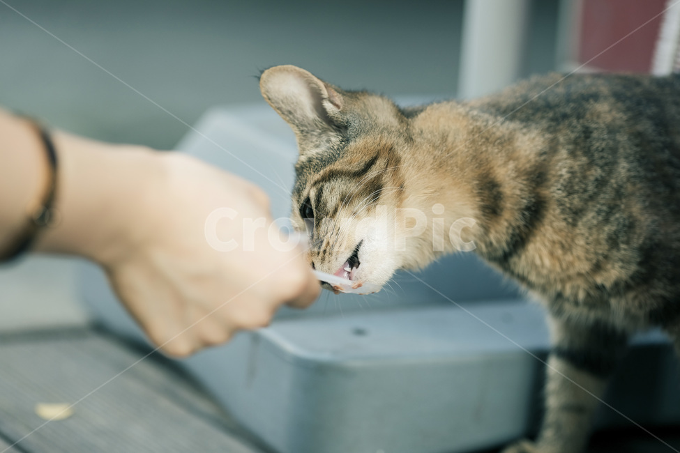 고양이,야옹이,길고양이,길냥이,캣맘,야옹,캣,동물,animal,포유류,mammal,고양이,cat,kitten,kitty