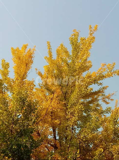 가을,단풍,낙엽,maple,plant,식물,단풍나무,단풍잎,leaf,잎,tree,나무,계절,fallautumnseason,가을단풍,자연,풍경,경치,가을,계절,fall,autumn,season,식물,자연,plants,nature,나무,trees,wood