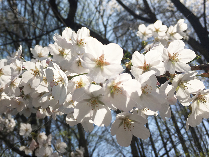 벚꽃,봄이미지,봄,봄꽃,벚꽃사진,봄사진,꽃나무,벚꽃나무,꽃놀이,분홍색,분홍,맑은하늘,파란하늘,햇빛,봄,계절,spring,season,식물,자연,plants,nature,꽃,flower,plant,blossom