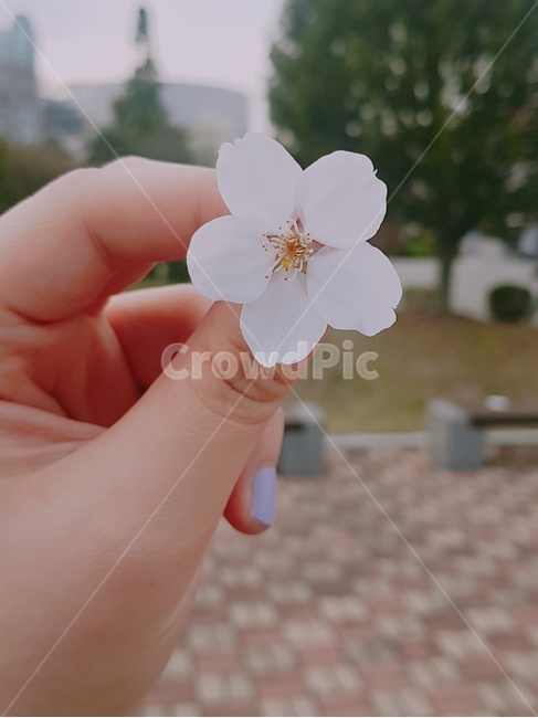 꽃,벚꽃,공원,손,벤치,분홍꽃,사람,인물,인간,human,person,신체일부,몸,body