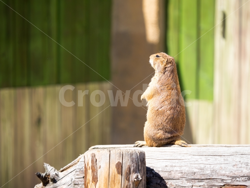 프레리독,포유류,다람쥐과,동물,프레리도그,prairiedog,개쥐,귀여움,보초,경계,동물원,animal,zoo,동물,animal,포유류,mammal