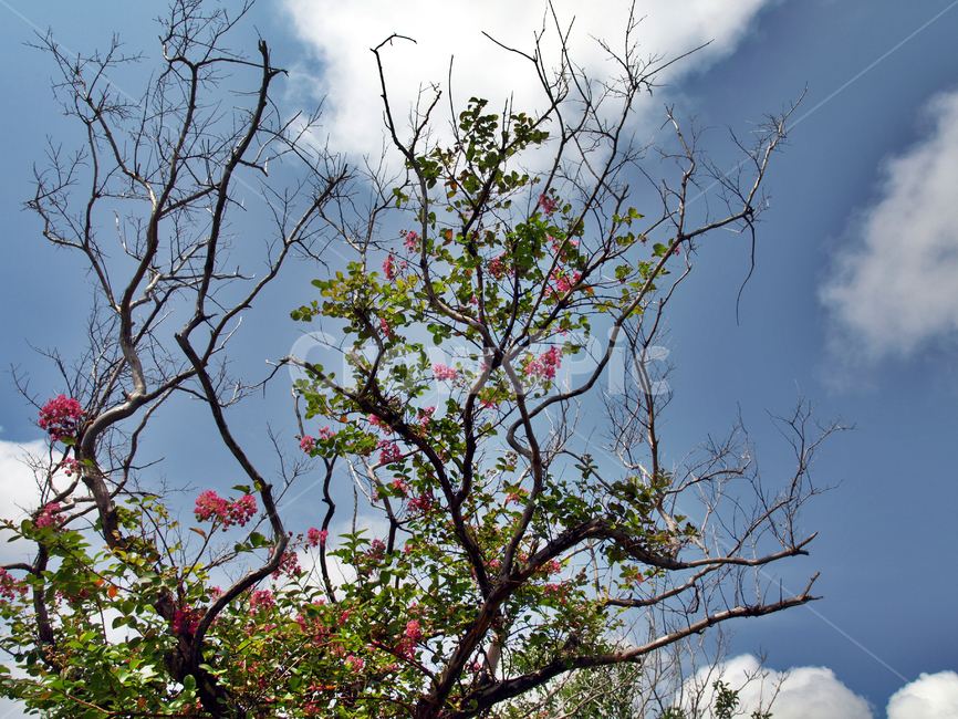 가지,나무,꽃,푸른하늘,흰구름,자연,식물,자연,plants,nature,꽃,flower
