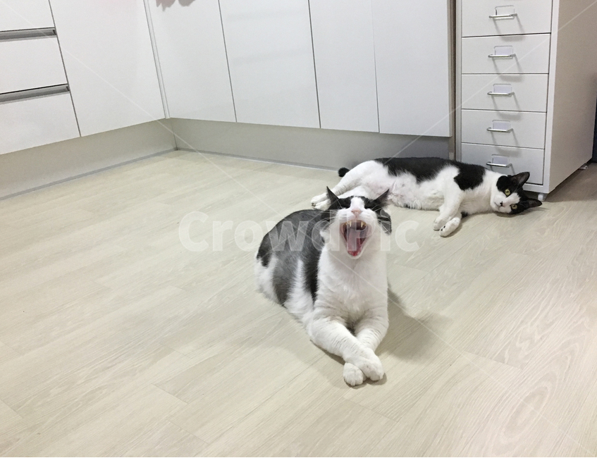 고양이,코숏,반려동물,반려묘,동물,두마리,눕기,앉기,하품,휴식,입벌리기