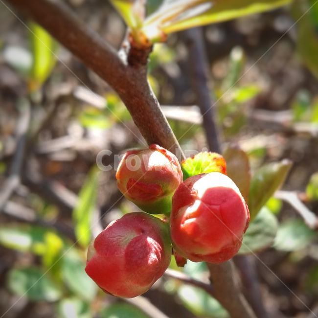 plant,식물,자연,꽃,봄,주황,nature,flowers,srping,scarlet,buds,꽃봉오리