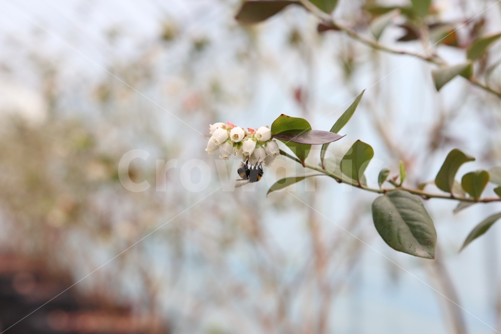 꽃,주말,농장,하우스,봄의시작,입춘,식물,자연,plants,nature,동물,animal,봄,계절,spring,season,곤충,벌레,insect,bug,꽃,flower,plant