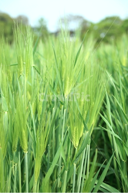 plant,grass,식물,잔디,초록