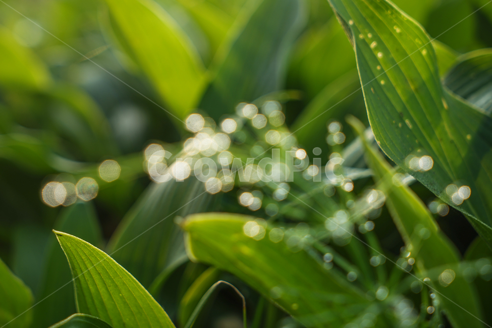 야생,식물,이슬,자연,아침,식물,자연,plants,nature,휴식,힐링,rest,relaxation,healing