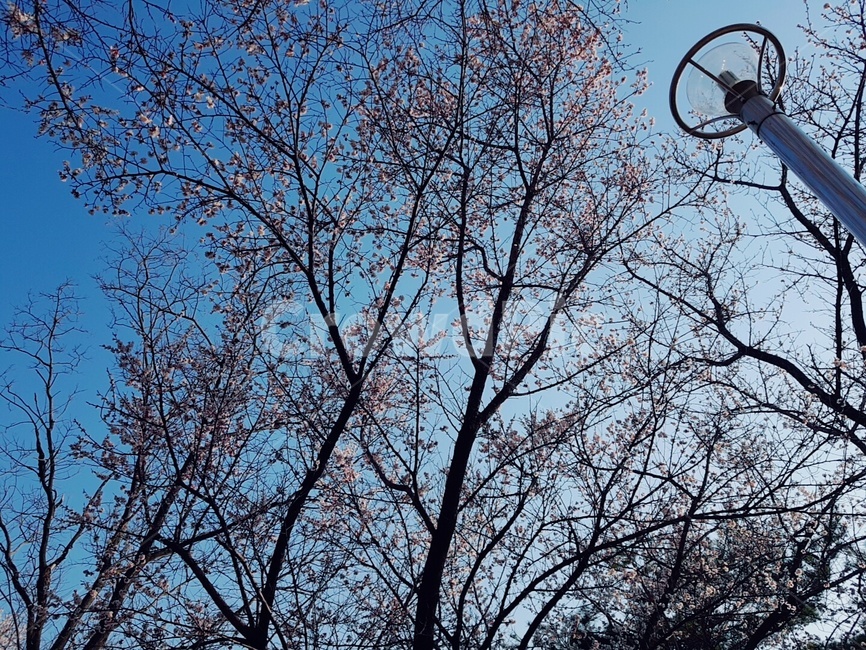 봄,벚꽃,풍경,파란하늘,spring,cherryblossoms,scenery