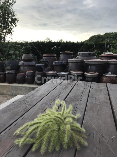 식물,plant,항아리,하늘,시골,한국전통,한국문화,korean traditional,korean culture