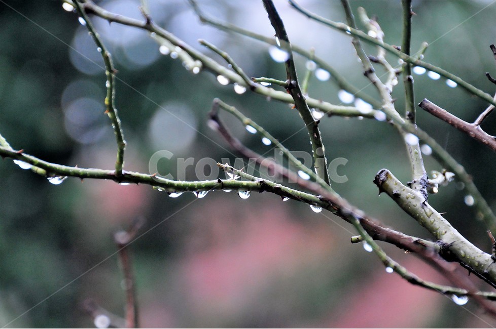 봄비,나뭇가지,촉촉함,역광,빗방울,식물,자연,plants,nature,비,비오는날,rain,rainy