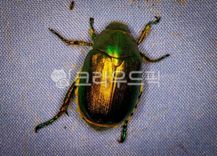 카멜레온줄풍뎅이,anomala,chamaeleon,풍뎅이과,딱정벌레,풍뎅이,곤충,동물,무척추동물,insect,animal,invertebrate