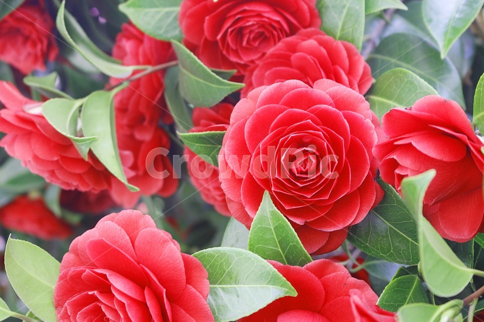 동백꽃,꽃,겨울,감성사진,자연,봄꽃,spring,flower,flowers,red,green,plant,식물,blossom,식물,자연,plants,nature,꽃,flower