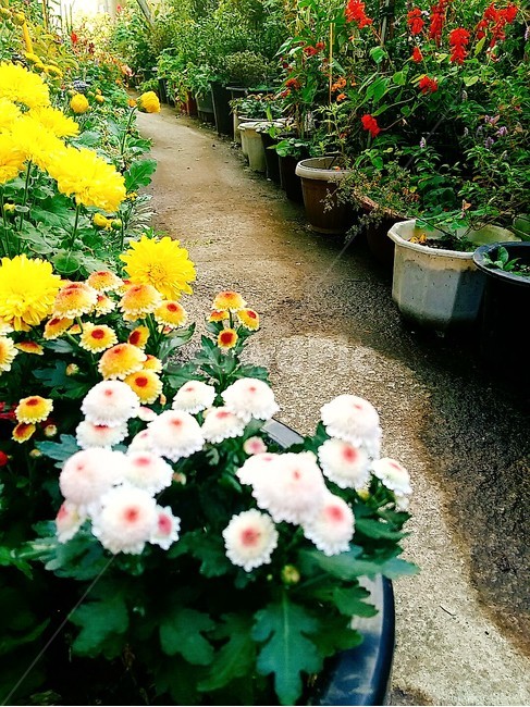 꽃,화분,자연,flower,생화,화사함,봄