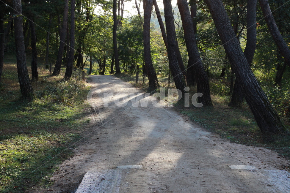 길,숲길,산길,나무,그늘,그림자,숲,힐링,자연,피톤치드,자연,풍경,nature,landscape,휴식,힐링,rest,relaxation,healing,tree,plant,식물,path,통로