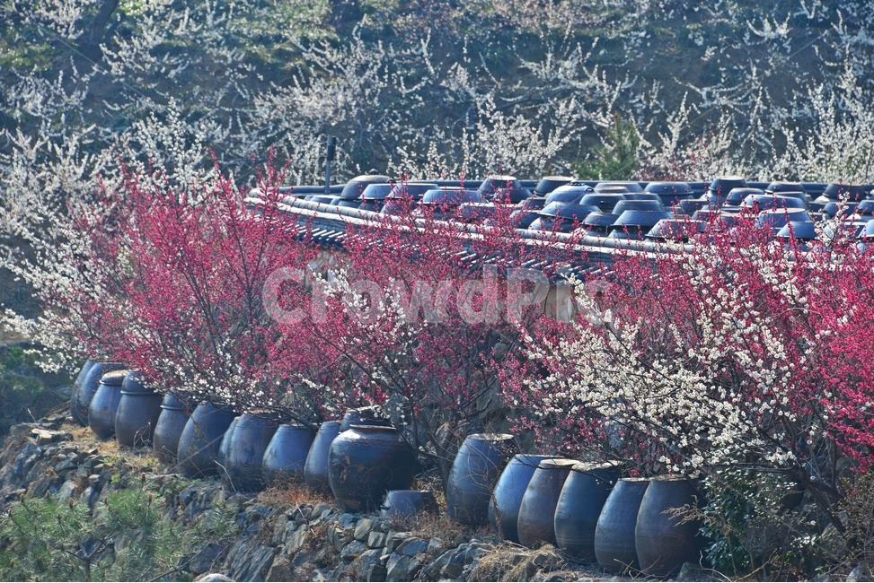 nature,자연,landscape,경치,outdoors,옥외,scenery,풍경,광양,다압,매화마을,섬진강,매화축제,청매실농원,청매원,항아리,홍매화