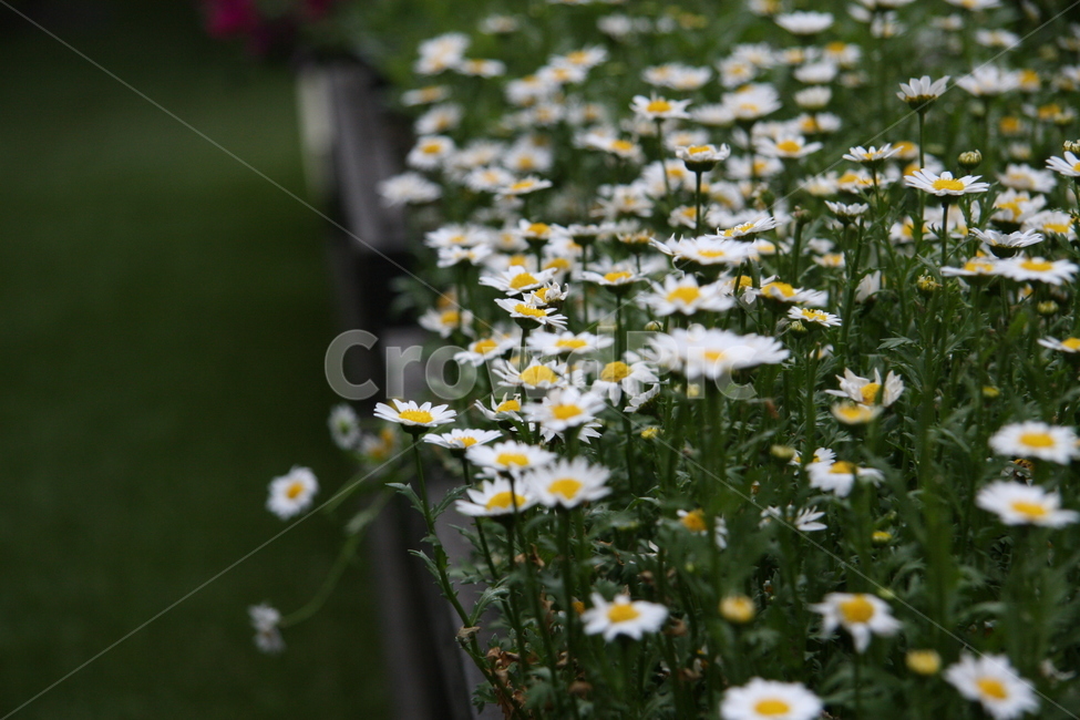 꽃,flower,식물,plant,daisy,데이지,blossom,식물,자연,plants,nature,꽃,flower
