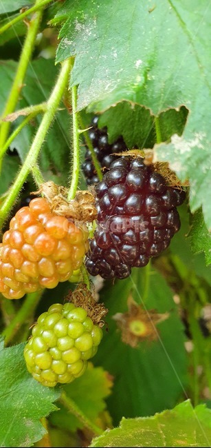 산딸기,과일,fruit,food,음식,plant,식물,raspberry,복분자,건강,과일,열매,fruit
