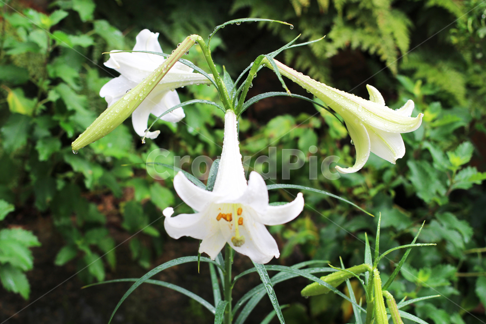 나팔꽃,꽃,flower,plant,식물,blossom,하얀색,식물,자연,plants,nature,꽃,flower