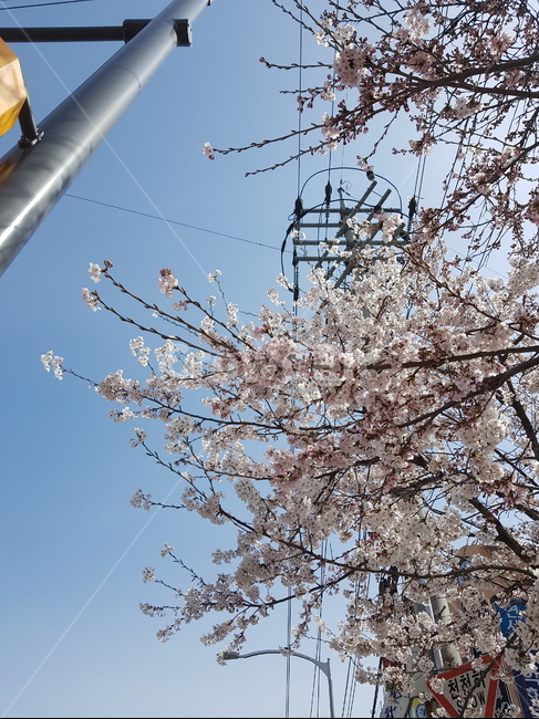 꽃,벚꽃,자연,식물,나무,하늘
