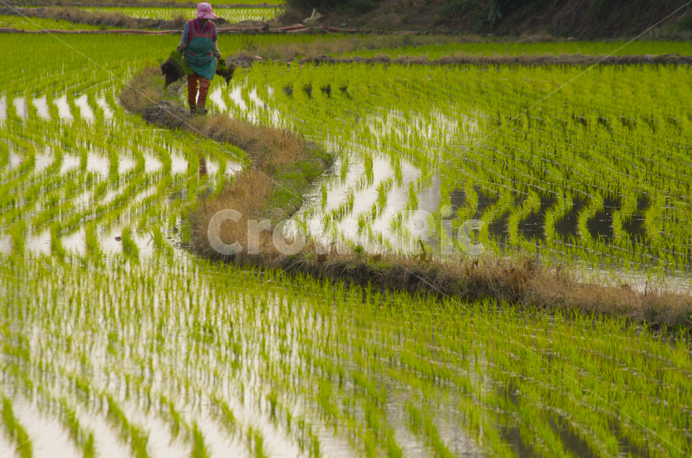 농토,논,논길,벼,쌀,농사,여름,논두렁,scene,view,feeling,emotion,nature,landscape,season,풍경,감정,감성,자연,계절,뷰티,woman,여자,여성,노동자,농부,farmer,summer,rice,water,농사일,여름풍경,시골풍경,모내기,풍경사진,감성사진,정취,시골,농촌