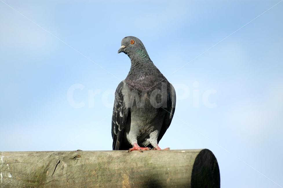 비둘기,새,조류,동물,자연,생태,부리,날개,앉다,휴식,dove,bird,동물,animal,조류,새,birds