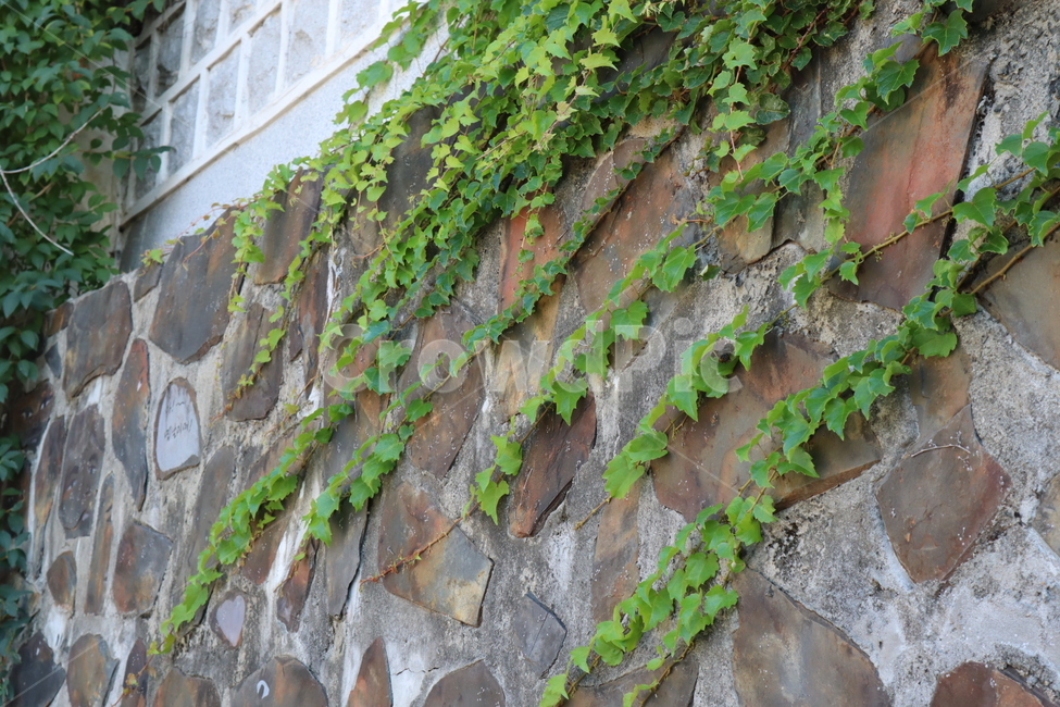 plant,식물,담쟁이,벽,담,돌담,초록,식물,자연,plants,nature