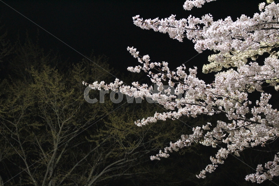 벚꽃,밤,벛꽃나무,풍경,꽃,봄,계절,spring,season,야경,밤,풍경,nightscape,night,landscape,꽃,flower,plant,식물,cherry blossom,blossom