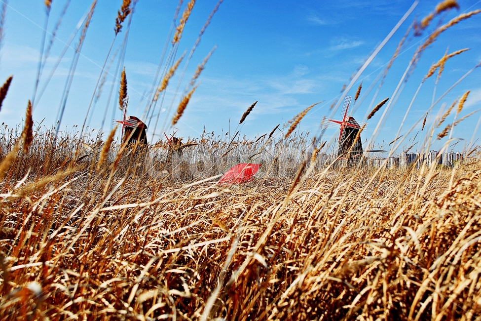 풍차,갈대,식물,자연,생태공원,풍경,배경,가을,계절,fall,autumn,season,자연,풍경,nature,landscape,grass,잔디,plant,food,음식,grain,곡물,vegetable,야채