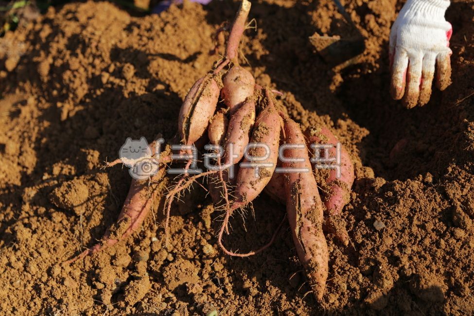 고구마,고구마밭,potato,sweetpotato,흙,soil