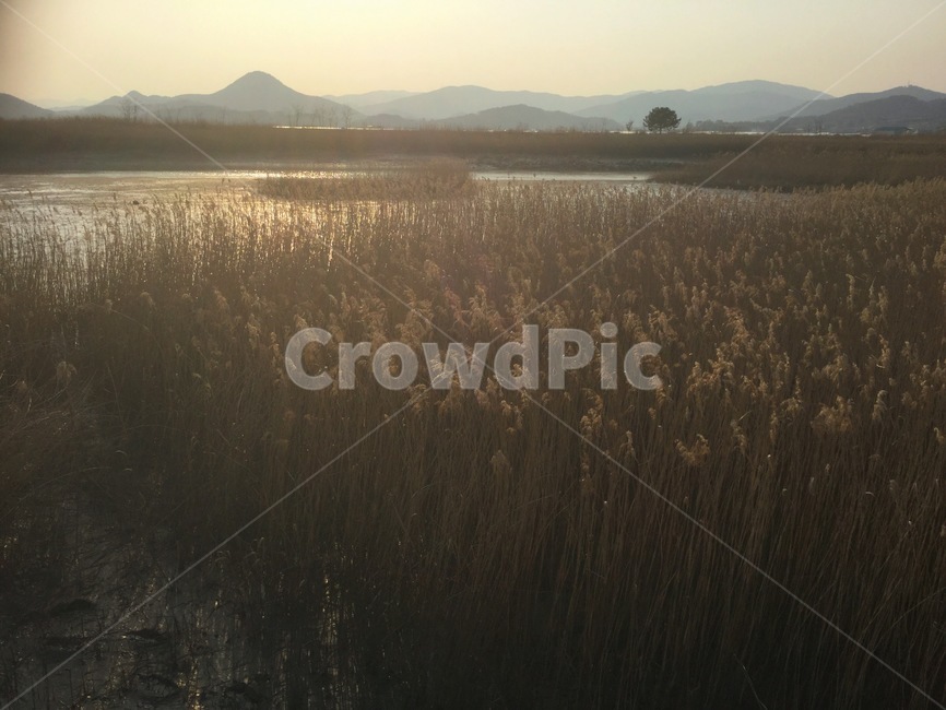 순천만,갈대,갈대밭,가을,풍경,배경,바탕,background,자연,landscape,fall,하늘,산,식물,갈색,자연,풍경,nature,landscape
