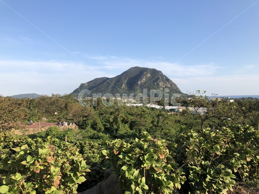 제주산방산,산방산,귤밭,귤,제주산,자연,풍경,nature,landscape,한국자연풍경,한국자연경관,korea nature landscape,제주도,jeju,jeju island,outdoors,옥외
