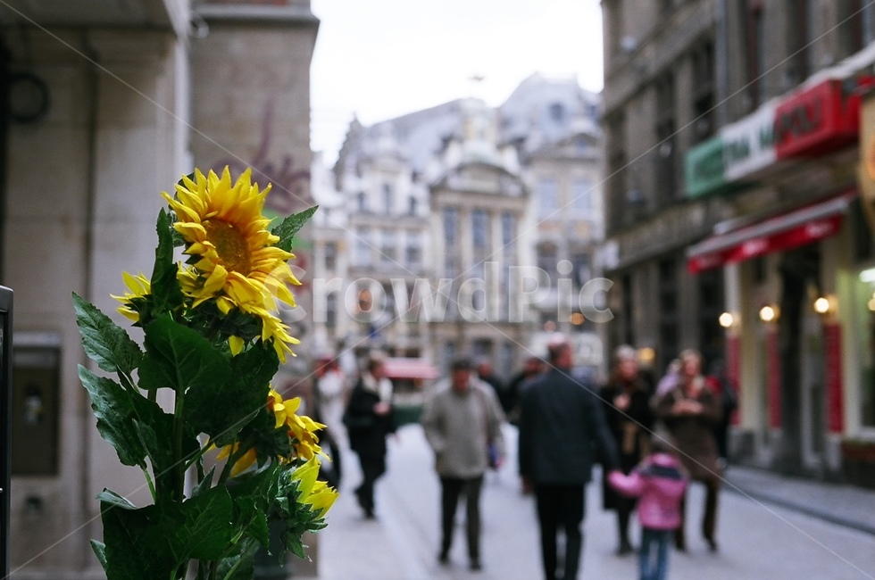 human,인간,person,보행자,pedestrian,꽃,flower,해바라기,도시