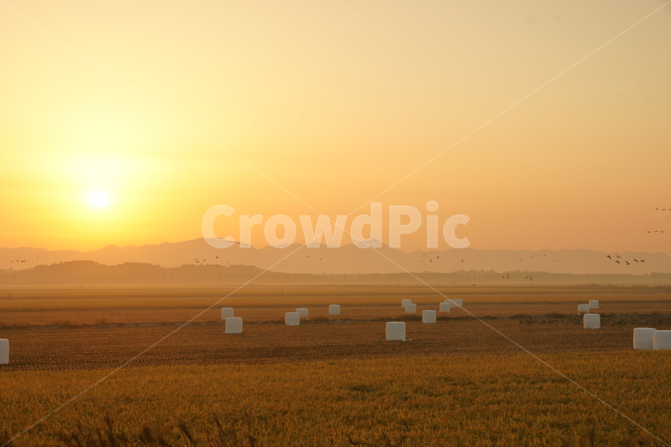천수만,가을,추수,일출,풍경,자연,풍경,nature,landscape,시골,마을,country,rural,town,outdoors,옥외