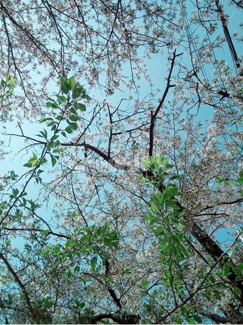 온천천하늘,청량한하늘,나뭇가지,파란하늘,푸르름