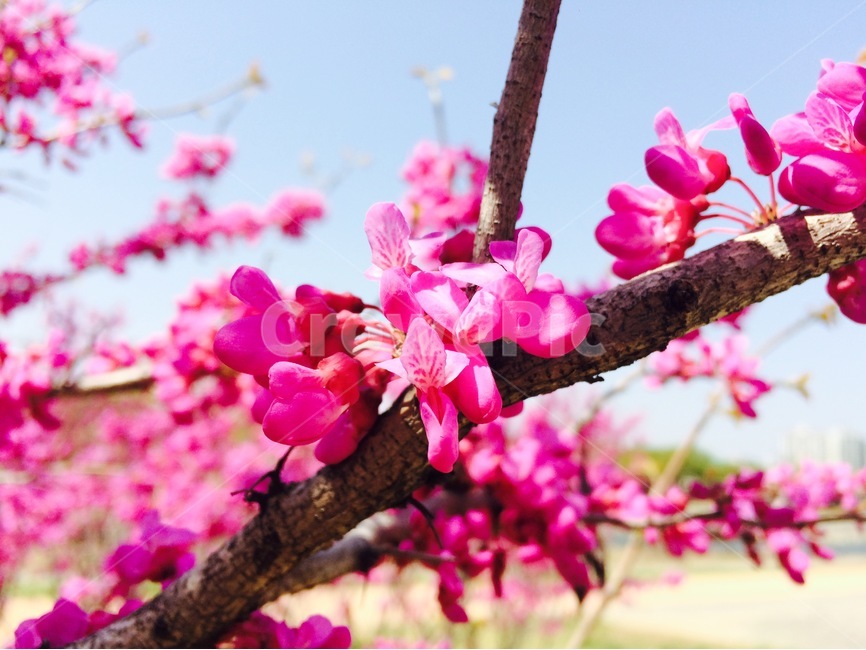 꽃,식물,자연,flower,nature,꽃나무,꽃송이,분홍,분홍색,풍경,봄,spring,blossom,pink,박태기,식물,자연,plants,nature,꽃,flower
