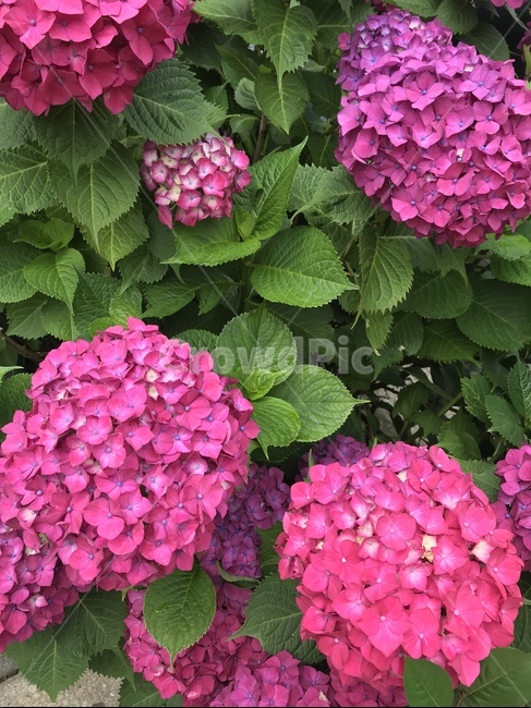 수국,여름꽃,꽃,hydrangea,flower