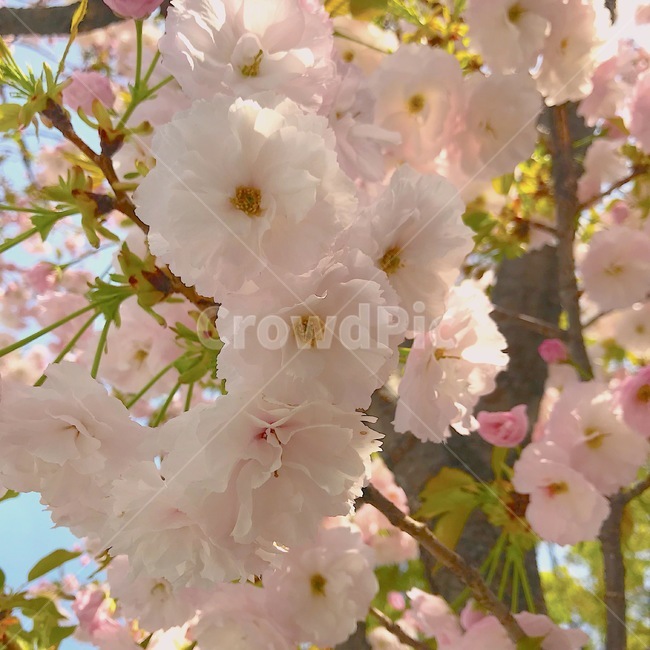 봄,spring,겹벚꽃,왕벚꽃,나들이,소풍,낮,맑음,picnic,감성사진,봄,계절,spring,season,식물,자연,plants,nature,꽃,flower,plant,blossom