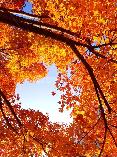 단풍,가을,풍경,빨강,맑음,자연,가을,계절,fall,autumn,season,식물,자연,plants,nature,나무,trees,wood,leaf,잎,plant,tree,maple