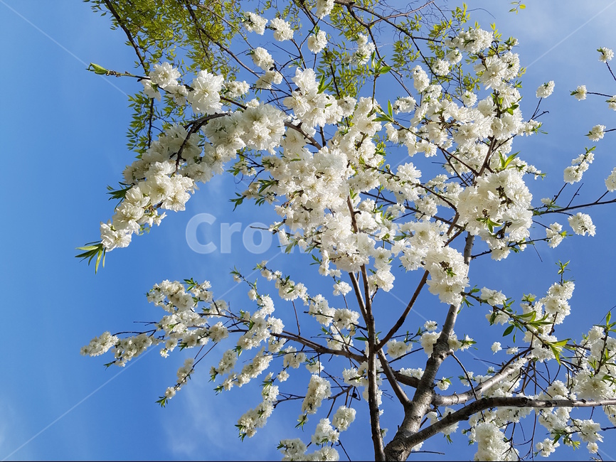 백매화,꽃,봄,흰색,파랑하늘,풍경,식물,자연,plants,nature,꽃,flower