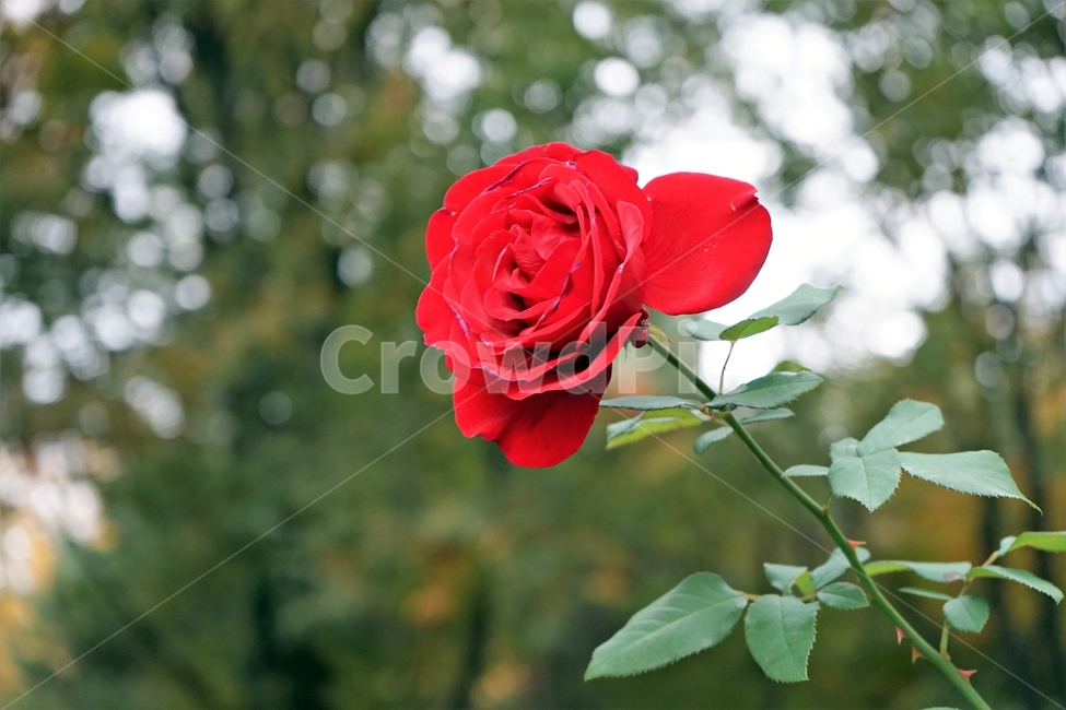 장미,정열,북은색,가시,늦가을,향기,아름다움,식물,rose,thorn,red,autumn,smell,beautiful,beauty,plant,flower,꽃,붉은색,축제,정원,계절,배경화면,자연,감성,색상,색감,빨강,season,plants,nature,5월,여왕,꽃송이,이파리,식물,자연,plants,nature,꽃,flower